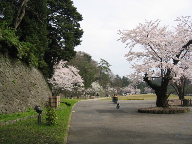 金沢城と兼六園の桜 (ι )