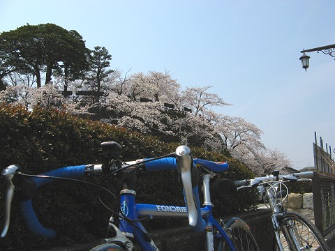 福井の桜 (雑記 )