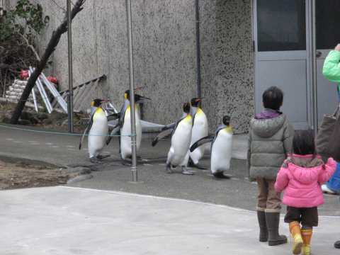 冬の日本海でペンギンを見る (ι )