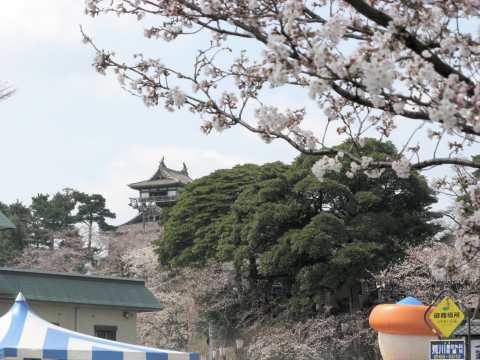 丸岡城と桜 (ι )