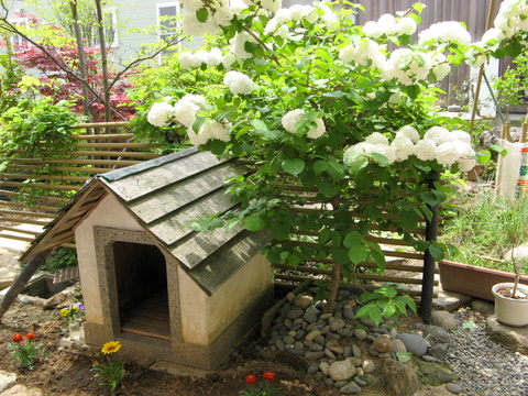 主なき犬小屋 (いぬ )