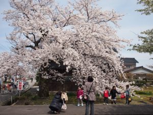 青空と満開の桜、北陸街道さくらまつり